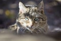 European Wild Cat ,Felis silvestris Royalty Free Stock Photo