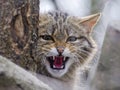 European wild cat Royalty Free Stock Photo