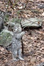 European wild cat kitten