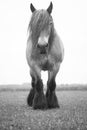 European wild horse Royalty Free Stock Photo