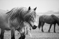 European wild horse Royalty Free Stock Photo