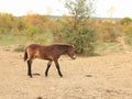 European Wild Horse, Milovice, Czechia Royalty Free Stock Photo