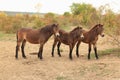 European Wild Horses, Milovice, Czechia Royalty Free Stock Photo