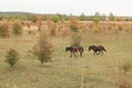 European Wild Horses, Milovice, Czechia Royalty Free Stock Photo