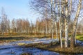 European wild nature landscape in early spring, birch tree grove, ice covered melting water
