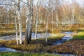 European wild nature landscape in early spring, birch tree grove, ice covered melting water