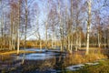 European wild nature landscape in early spring, birch tree grove, ice covered melting water