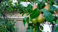 European wild pear Pyrus pyraster Royalty Free Stock Photo