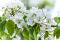 European wild pear Pyrus pyraster tree flowers Royalty Free Stock Photo