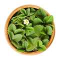 European wild strawberry leaves in wooden bowl Royalty Free Stock Photo