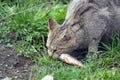 European wildcat Royalty Free Stock Photo