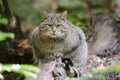 European Wildcat Royalty Free Stock Photo