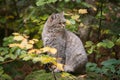 European wildcat Royalty Free Stock Photo