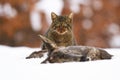 European wildcat eating dead prey on snow in winter Royalty Free Stock Photo