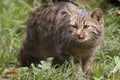 European Wildcat (Felis silvestris).