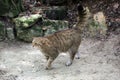 European Wildcat, felis silvestris, Adult Royalty Free Stock Photo