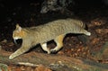 European Wildcat, felis silvestris, Adult Royalty Free Stock Photo