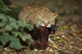 EUROPEAN WILDCAT felis silvestris, ADULT EATING ITS COMMON PHEASANT KILL Royalty Free Stock Photo