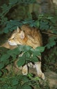 EUROPEAN WILDCAT felis silvestris, ADULT HIDING IN LEAVES Royalty Free Stock Photo