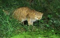 European Wildcat, felis silvestris, Adult hunting near Pond Royalty Free Stock Photo