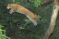 European Wildcat, felis silvestris, Adult Leaping Royalty Free Stock Photo