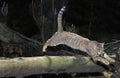 European Wildcat, felis silvestris, Adult Leaping Royalty Free Stock Photo