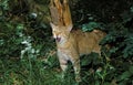 EUROPEAN WILDCAT felis silvestris, ADULT LICKING Royalty Free Stock Photo