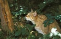 EUROPEAN WILDCAT felis silvestris, ADULT LOOKING UP Royalty Free Stock Photo