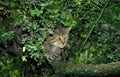 EUROPEAN WILDCAT felis silvestris, ADULT PARTIALY HIDDEN BY FOLIAGE Royalty Free Stock Photo