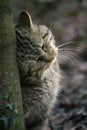 EUROPEAN WILDCAT felis silvestris, ADULT RUBBING HEAD ON TREE Royalty Free Stock Photo