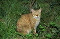 European Wildcat, felis silvestris, Adult sitting on Grass Royalty Free Stock Photo