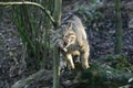 European Wildcat, felis silvestris, Adult snarling, in Defensive Posture Royalty Free Stock Photo