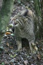 European Wildcat, felis silvestris, Adult snarling, in Defensive Posture Royalty Free Stock Photo