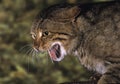 European Wildcat, felis silvestris, Adult Snarling in Defensive Posture Royalty Free Stock Photo