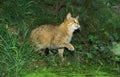 EUROPEAN WILDCAT felis silvestris, ADULT STANDING NEAR PUDDLE Royalty Free Stock Photo