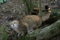 European Wildcat, felis silvestris, Defensive Posture Royalty Free Stock Photo