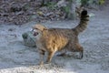 European Wildcat, felis silvestris, Defensive Posture Royalty Free Stock Photo