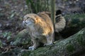 European Wildcat, felis silvestris, in Defensive Posture Royalty Free Stock Photo