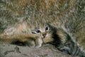 European Wildcat, felis silvestris, Kitten laying under Mother Royalty Free Stock Photo