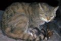 European Wildcat, felis silvestris, Kitten Sleeping under Mother Royalty Free Stock Photo