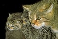European Wildcat, felis silvestris, Mother with Kitten Royalty Free Stock Photo