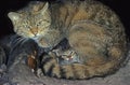 European Wildcat, felis silvestris, Mother with Kitten Royalty Free Stock Photo