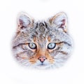 European wildcat Felis silvestris in natural habitat Royalty Free Stock Photo