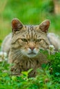 European wildcat felis silvestris Royalty Free Stock Photo