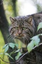 EUROPEAN WILDCAT felis silvestris, PORTRAIT OF ADULT Royalty Free Stock Photo