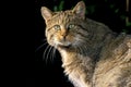 European Wildcat, felis silvestris, Portrait of Adult Royalty Free Stock Photo