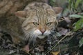 European Wildcat, felis silvestris, Portrait of Adult Royalty Free Stock Photo