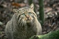 European Wildcat, felis silvestris, Portrait of Adult Royalty Free Stock Photo