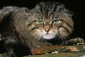European Wildcat, felis silvestris, Portrait of Adult Royalty Free Stock Photo