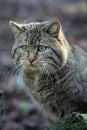 European Wildcat, felis silvestris, Portrait of Adult Royalty Free Stock Photo